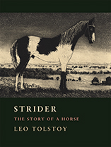 Strider:The Story of a Horse